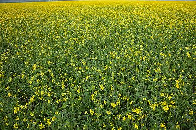 《JOJO奇妙冒险：群星之战R》广濑康一预告